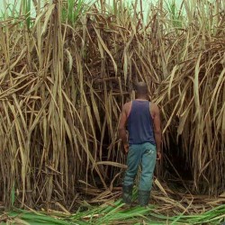 Cine caleño contemporáneo: ¿En el gótico o en trópico?